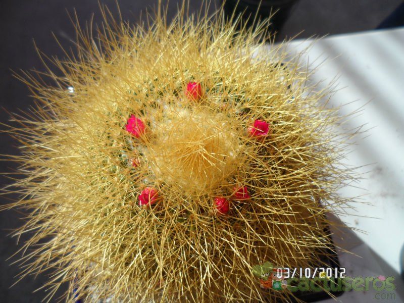 A photo of Mammillaria rhodantha ssp. pringlei