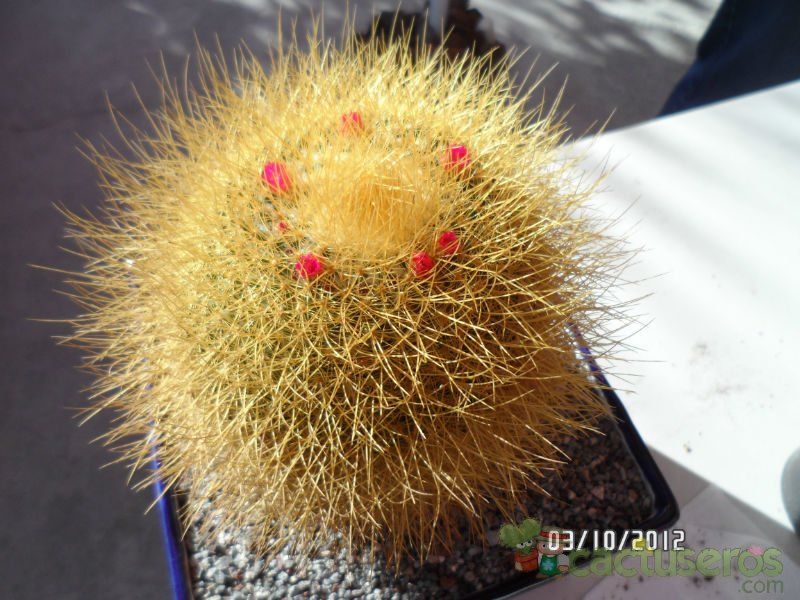 A photo of Mammillaria rhodantha ssp. pringlei