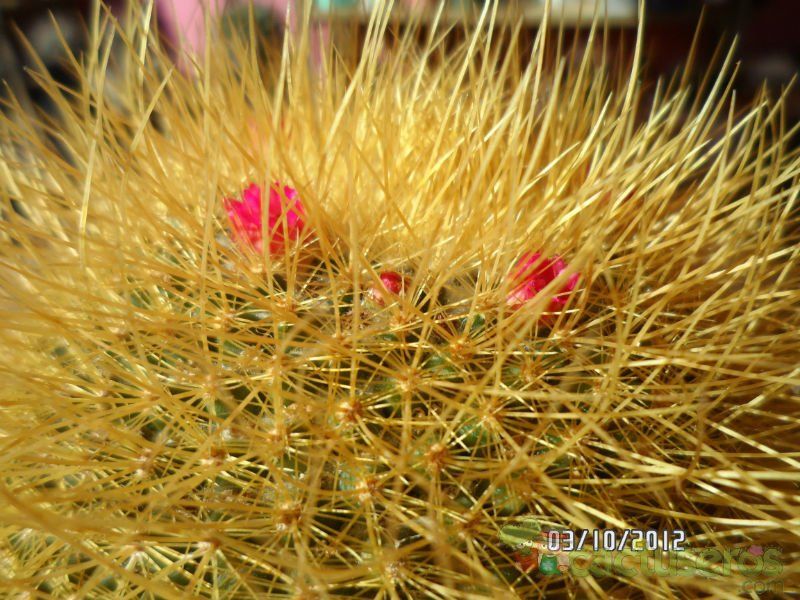 A photo of Mammillaria rhodantha ssp. pringlei