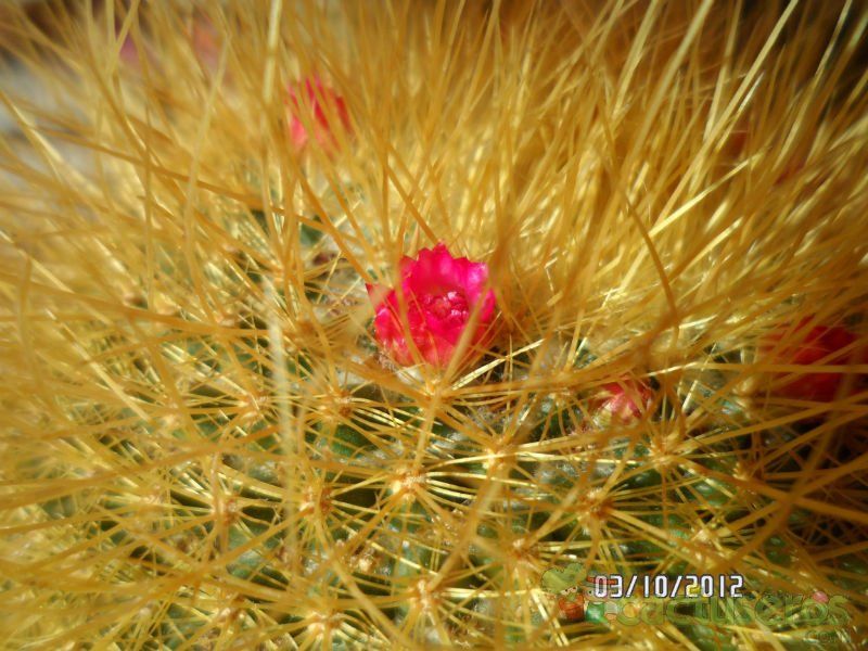 A photo of Mammillaria rhodantha ssp. pringlei