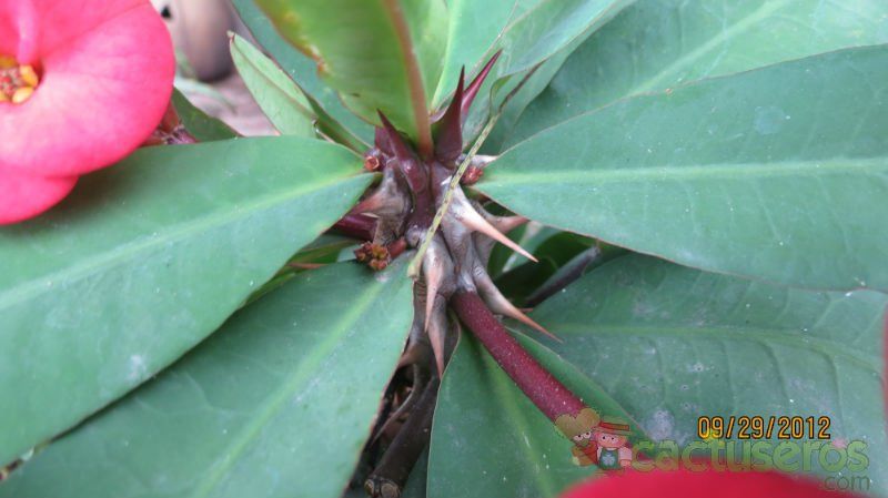 Una foto de Euphorbia milii var. splendens
