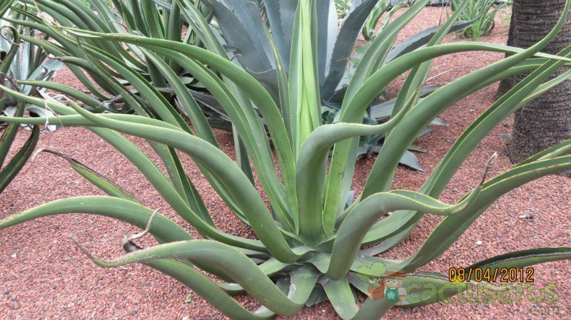 Una foto de Agave vilmoriniana