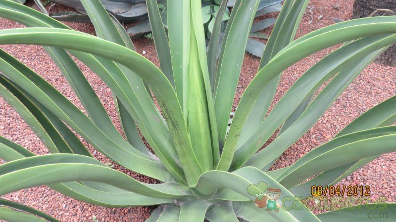Una foto de Agave vilmoriniana