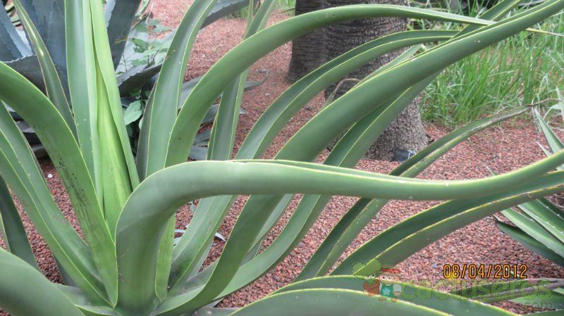 Una foto de Agave vilmoriniana