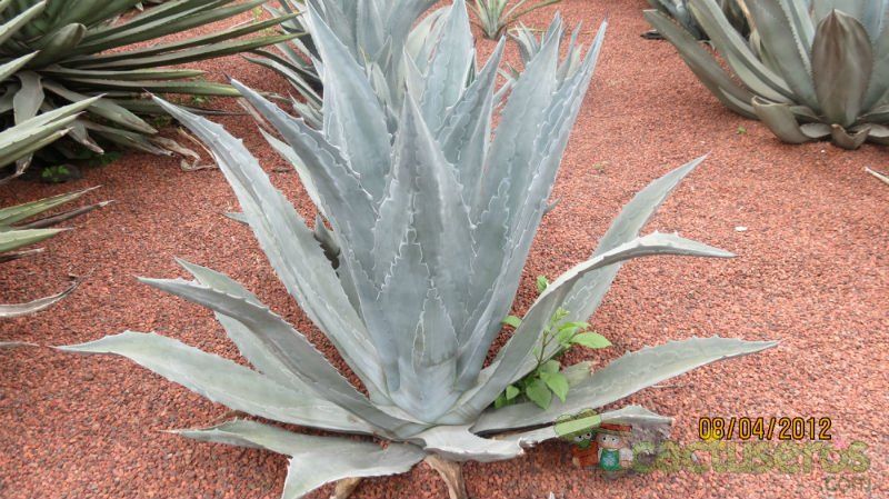 Una foto de Agave asperrima subsp. potosiensis