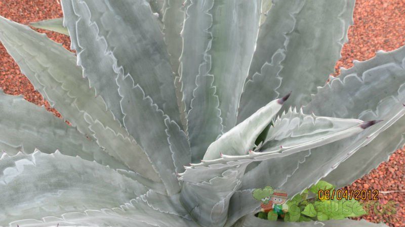 Una foto de Agave asperrima subsp. potosiensis