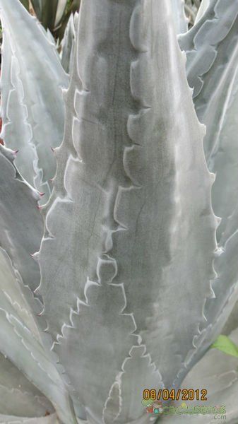 Una foto de Agave asperrima subsp. potosiensis