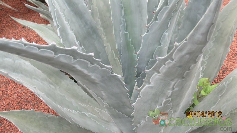 Una foto de Agave asperrima subsp. potosiensis
