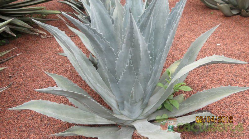 Una foto de Agave asperrima subsp. potosiensis