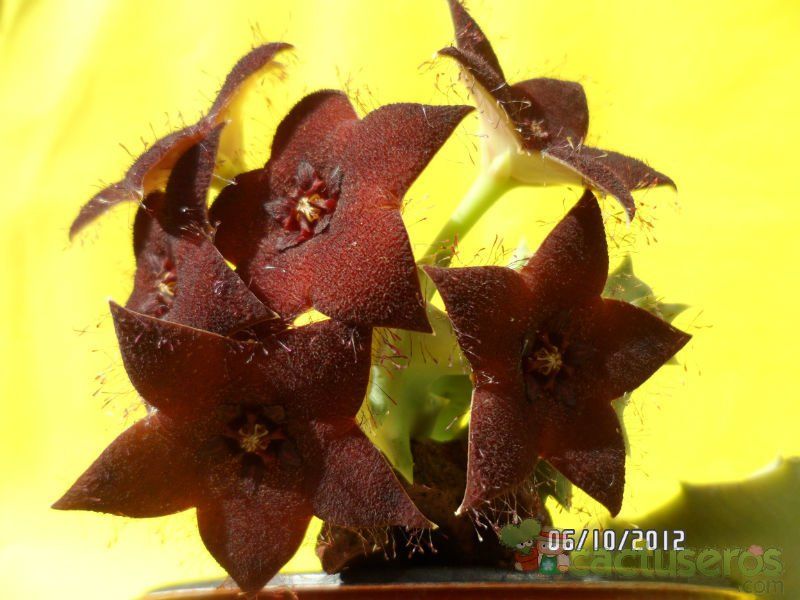 A photo of Orbeopsis melanantha