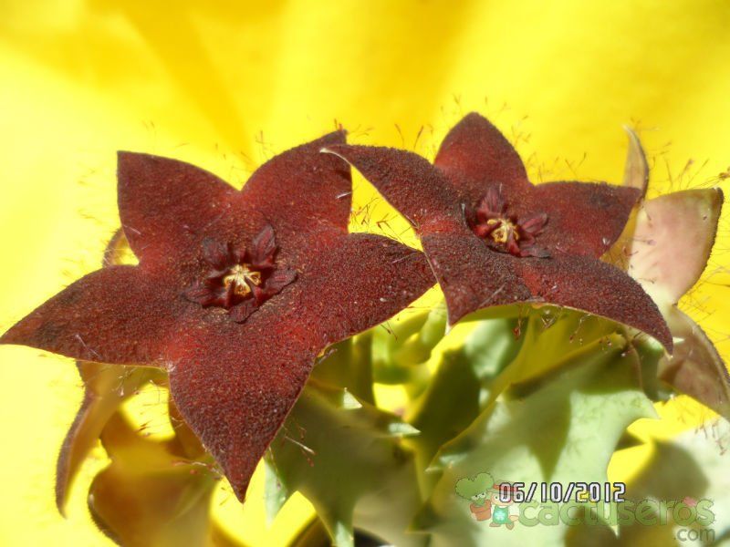 A photo of Orbeopsis melanantha