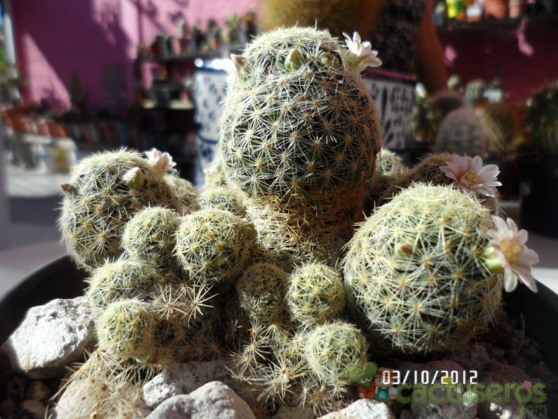 A photo of Mammillaria schiedeana ssp. giselae