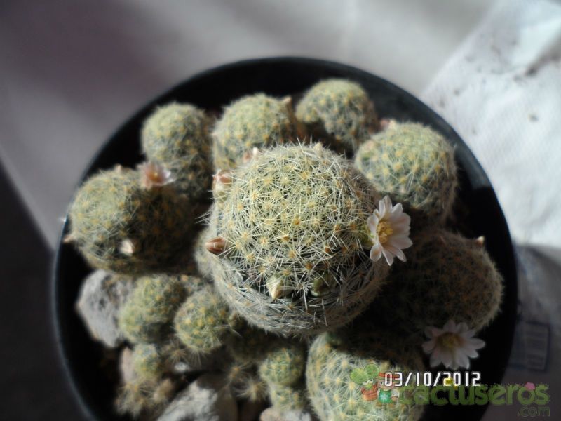 A photo of Mammillaria schiedeana ssp. giselae