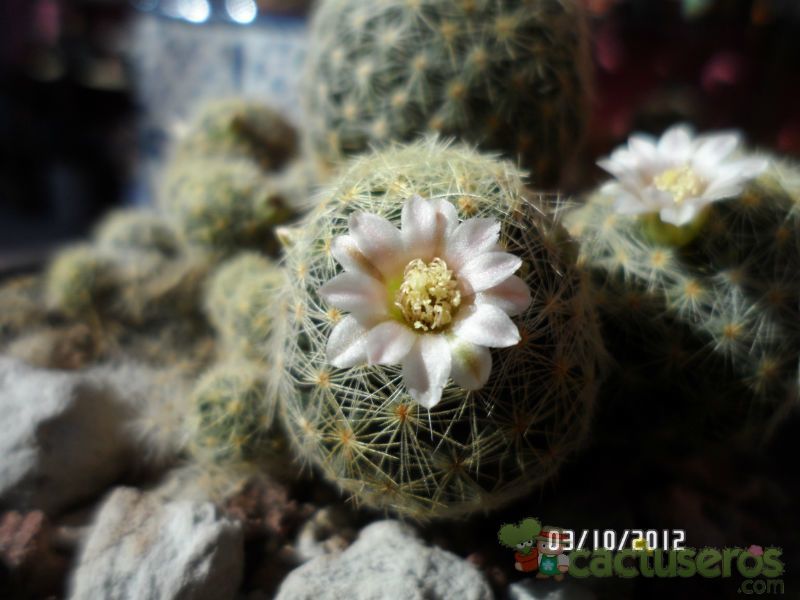 A photo of Mammillaria schiedeana ssp. giselae