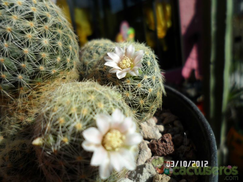 A photo of Mammillaria schiedeana ssp. giselae