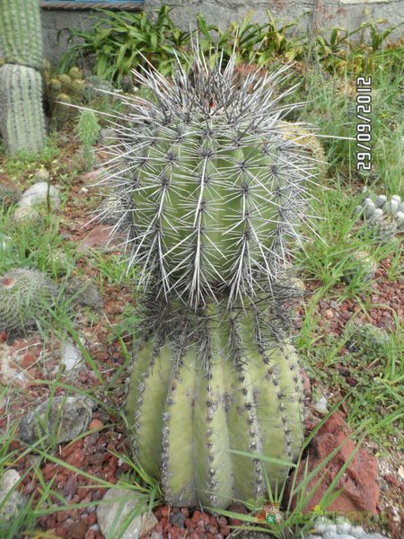 A photo of Carnegiea gigantea