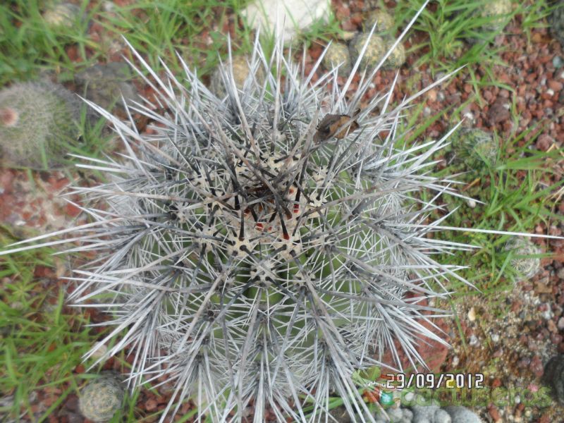 A photo of Carnegiea gigantea