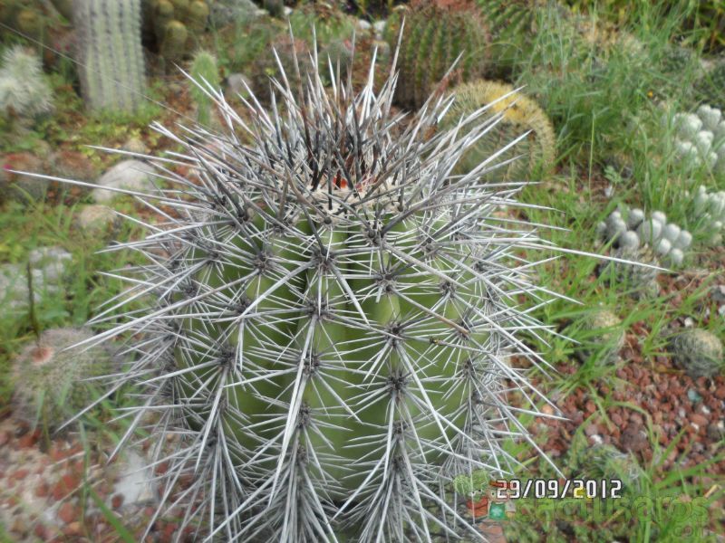 A photo of Carnegiea gigantea