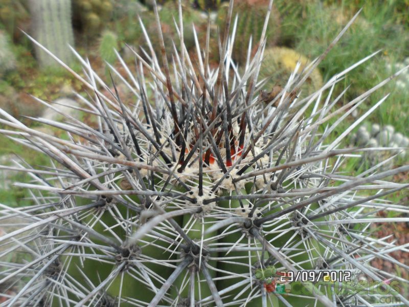 A photo of Carnegiea gigantea