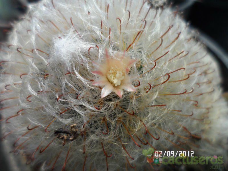 A photo of Mammillaria bocasana ssp. bocasana