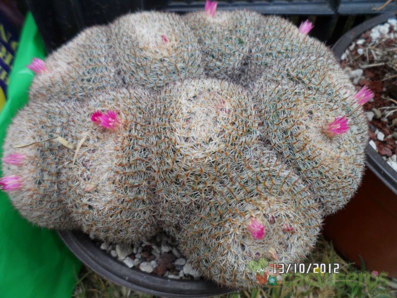 Una foto de Mammillaria perbella