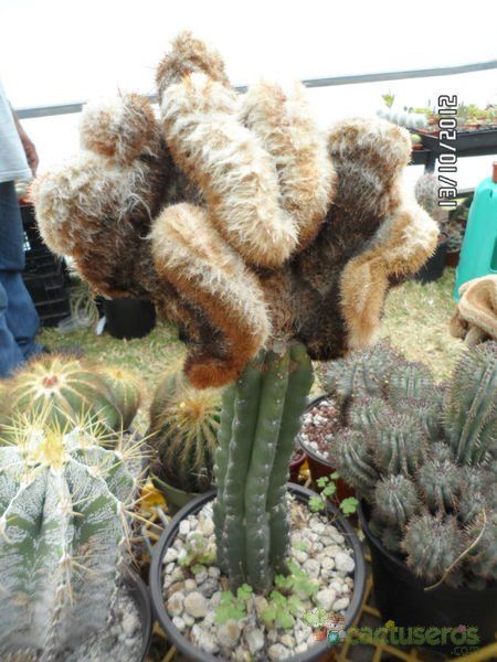 A photo of Oreocereus doelzianus fma. crestada