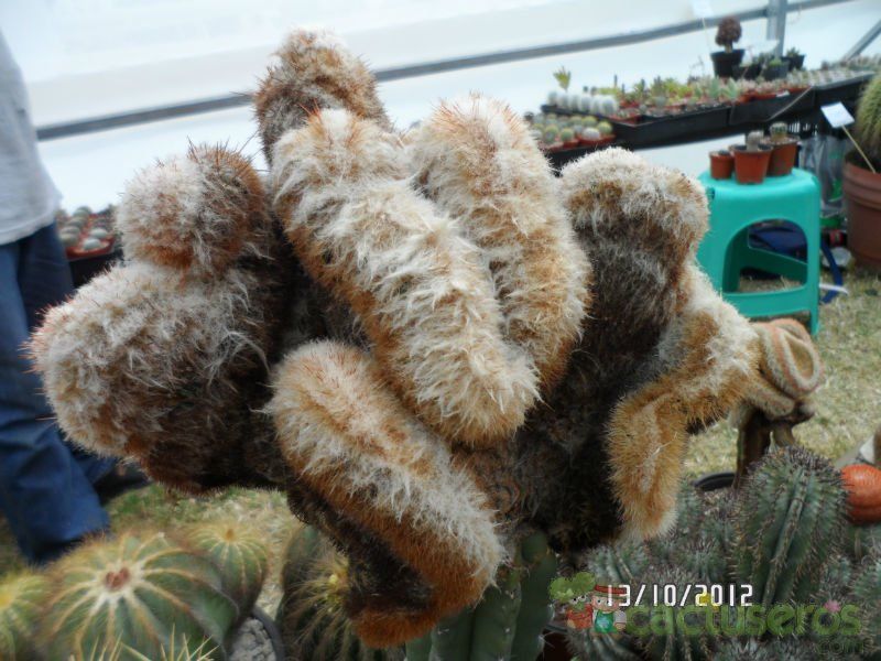 A photo of Oreocereus doelzianus fma. crestada