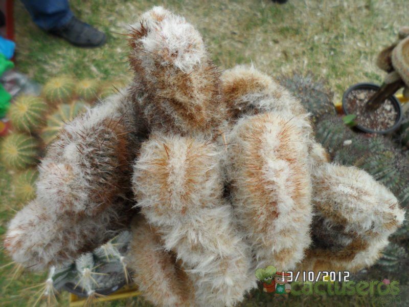 A photo of Oreocereus doelzianus fma. crestada