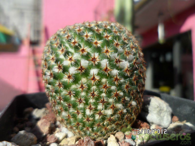A photo of Mammillaria crucigera