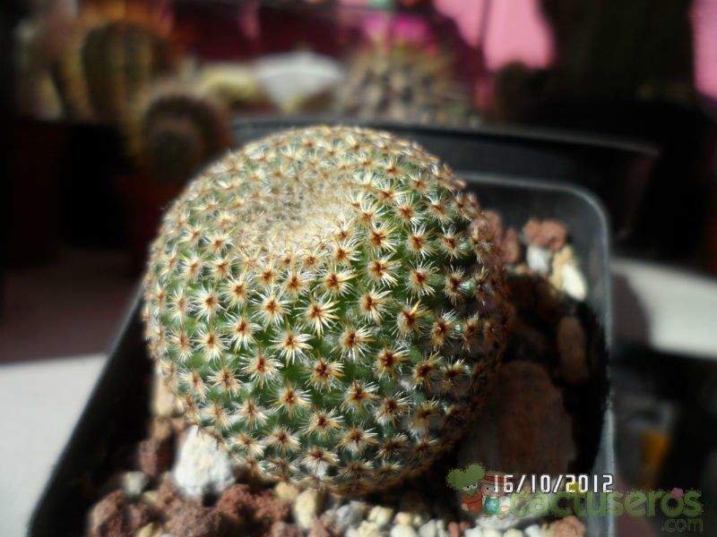 A photo of Mammillaria crucigera
