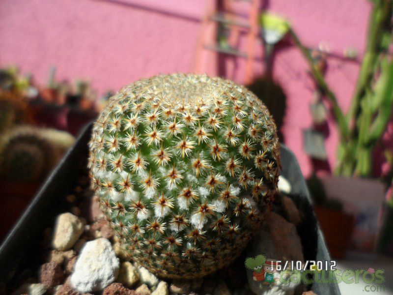 A photo of Mammillaria crucigera