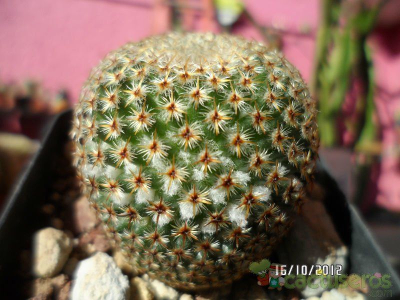 A photo of Mammillaria crucigera