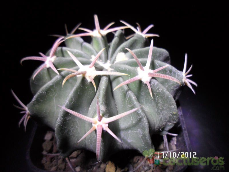 A photo of Echinocactus texensis