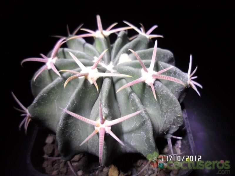 Una foto de Echinocactus texensis