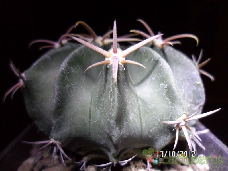 Una foto de Echinocactus texensis