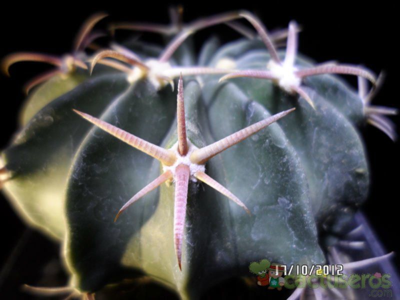 Una foto de Echinocactus texensis