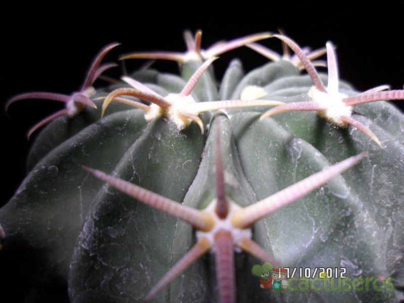 A photo of Echinocactus texensis