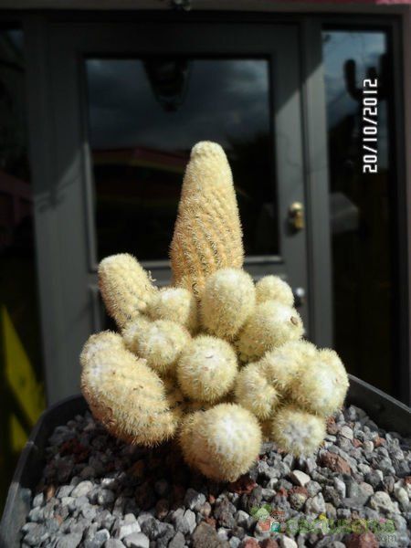 Una foto de Mammillaria elongata cv. Golden Nugget