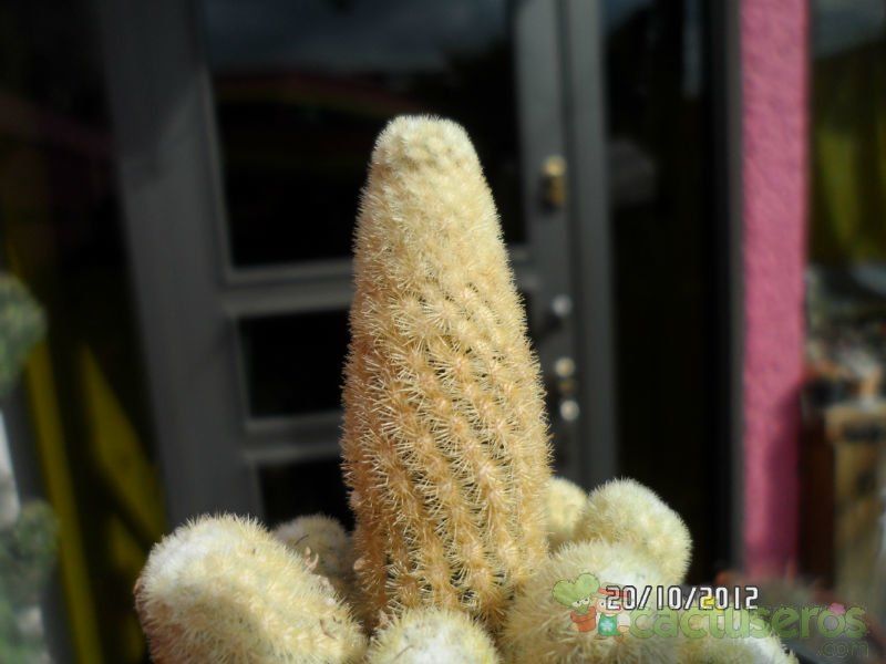 Una foto de Mammillaria elongata cv. Golden Nugget