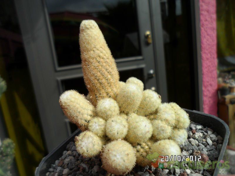 Una foto de Mammillaria elongata cv. Golden Nugget