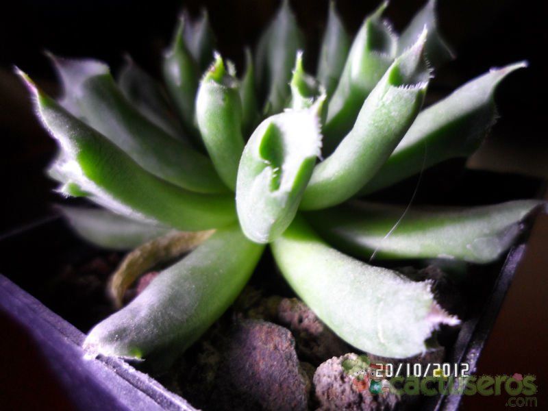 Una foto de Sempervivum cv. oddity