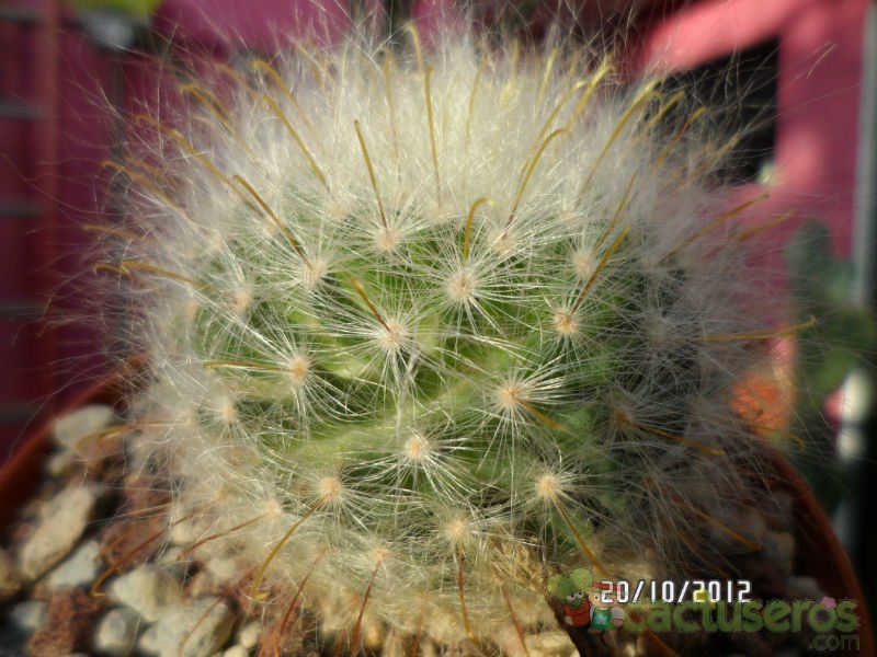 A photo of Mammillaria guelzowiana