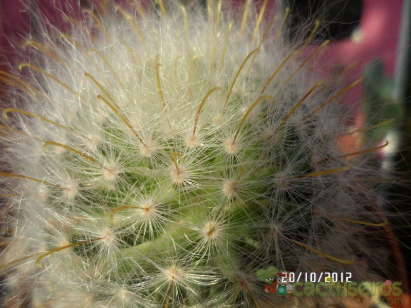 A photo of Mammillaria guelzowiana
