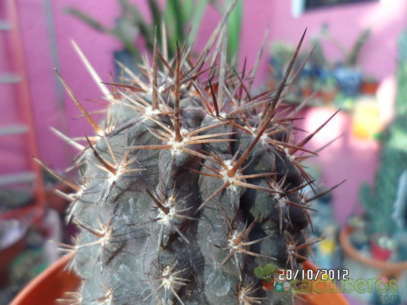 A photo of Eriosyce crispa ssp. atroviridis