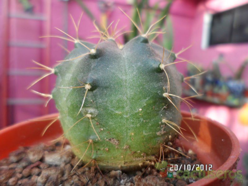 Una foto de Echinocereus knippelianus