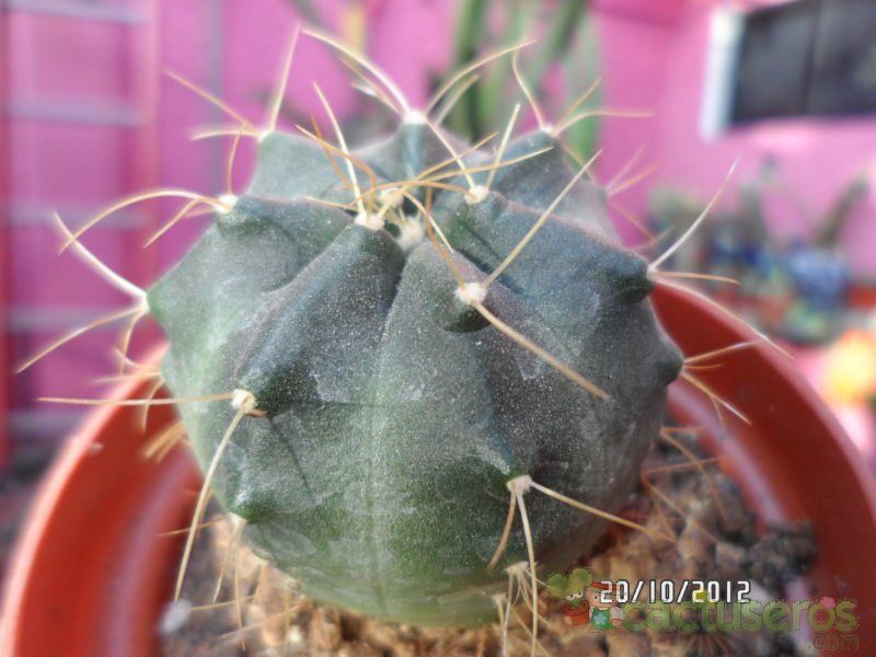 Una foto de Echinocereus knippelianus