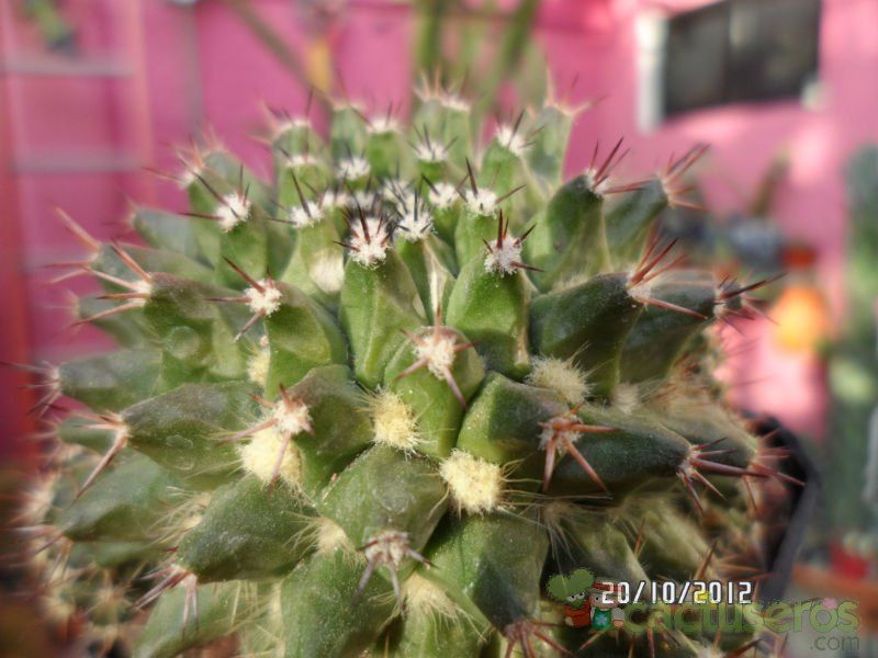 Una foto de Mammillaria sartorii