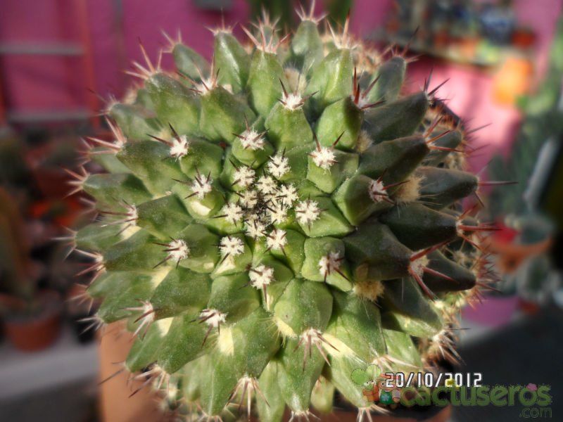 A photo of Mammillaria sartorii