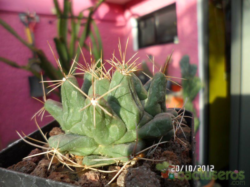 Una foto de Thelocactus tulensis subsp. matudae
