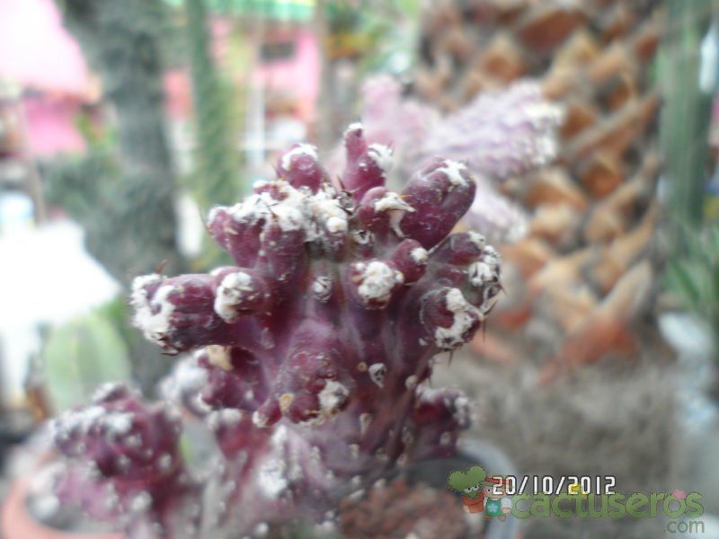 Una foto de Cereus spegazzinii fma. crestada